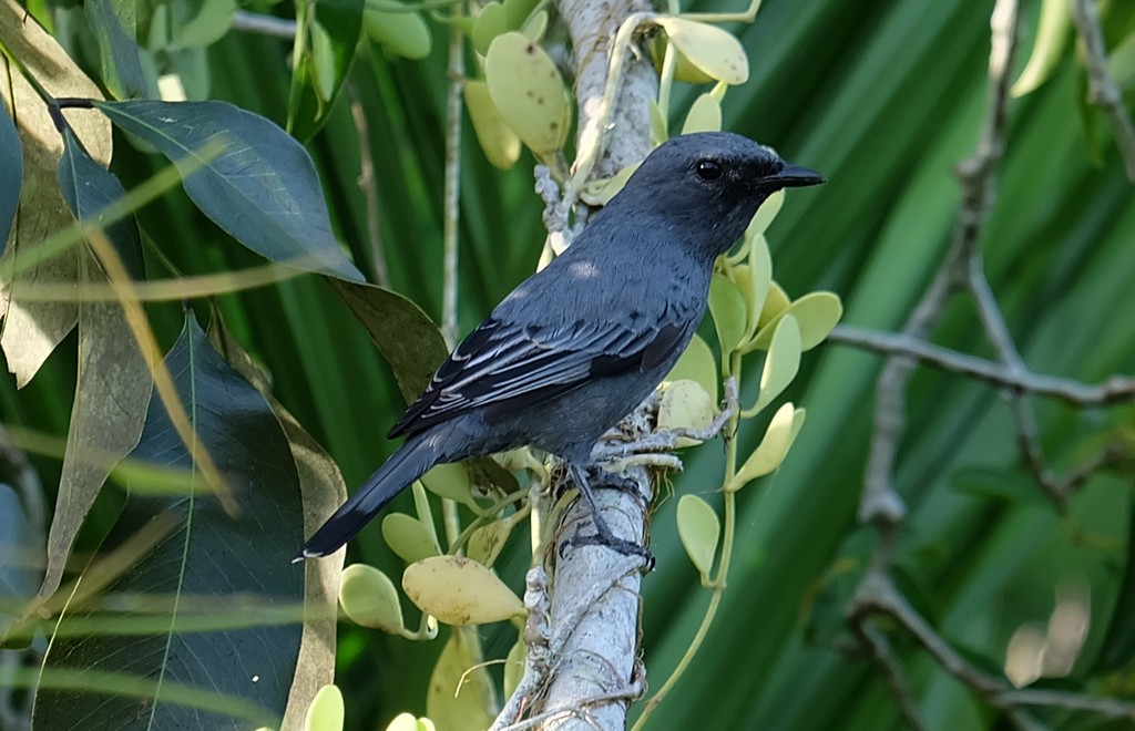 Palau Cicadabird (Edolisoma monacha) photo