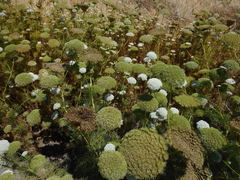 Visnaga daucoides