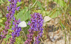 Polyommatus ripartii