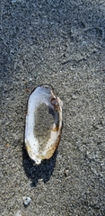 Unio elongatulus