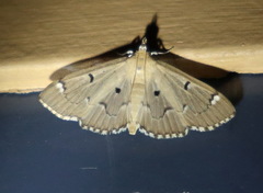 Protonoceras eucosma