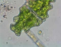 Euastrum humerosum