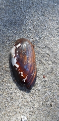 Unio elongatulus