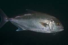 Seriola hippos
