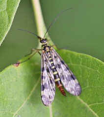 Panorpa vulgaris