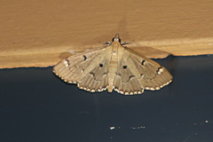 Protonoceras eucosma
