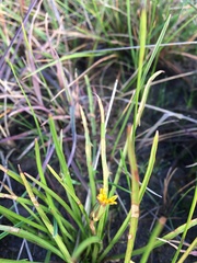 Microseris scapigera