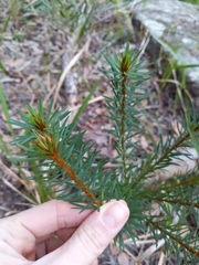 Pultenaea stipularis