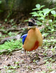 Pitta moluccensis