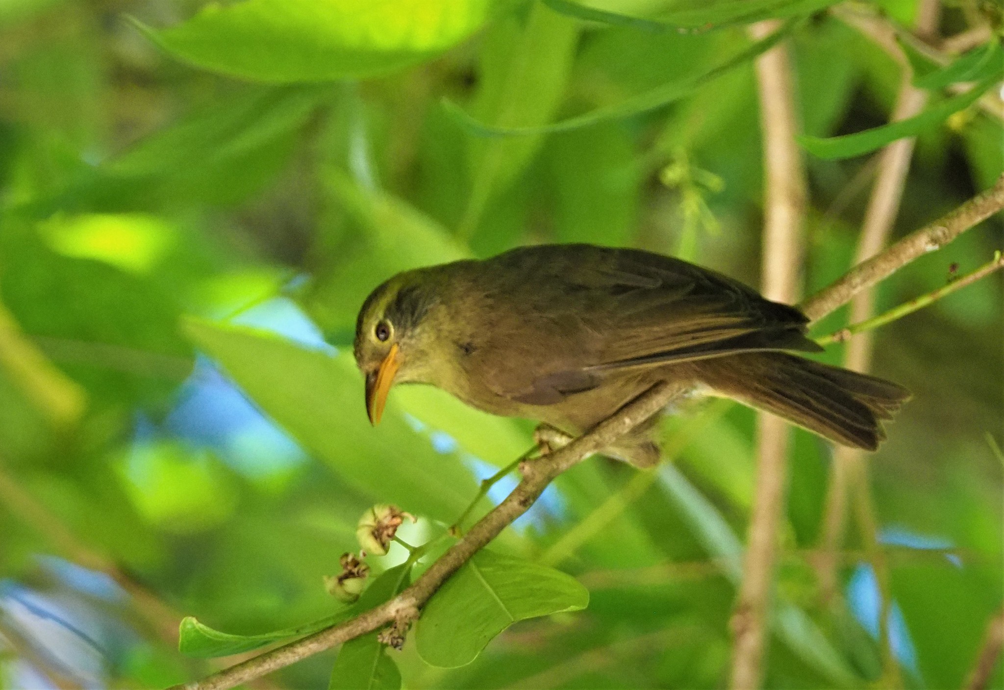 Giant White-eye illustration