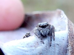 Euryattus bleekeri