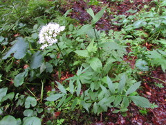 Valeriana officinalis