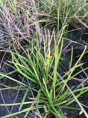 Microseris scapigera