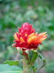 Costus montanus