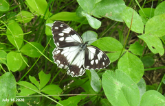 Melanargia epimede