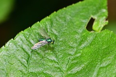 Chrysosoma globiferum