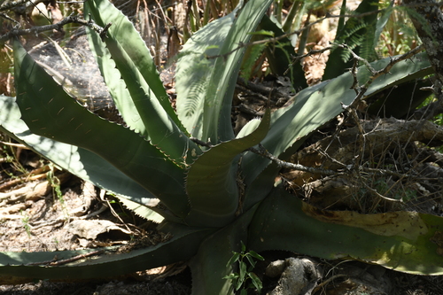 Agave salmiana