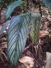Goeppertia elliptica