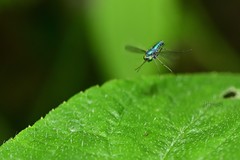 Chrysosoma globiferum