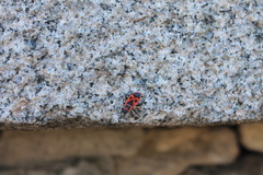 Pyrrhocoris apterus