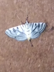 Conchylodes ovulalis