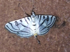 Conchylodes ovulalis