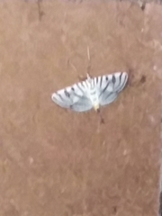 Conchylodes ovulalis