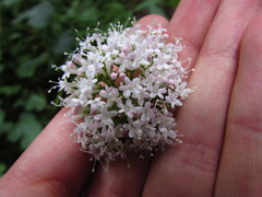 Valeriana officinalis