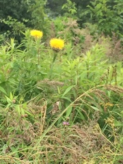 Centaurea macrocephala