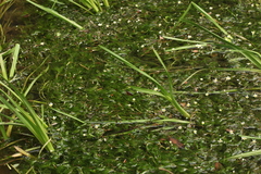 Ranunculus kauffmannii