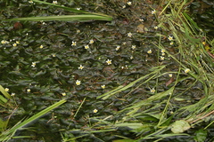 Ranunculus kauffmannii