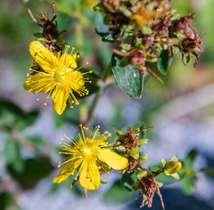 Hypericum maculatum
