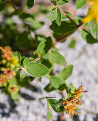 Hypericum maculatum