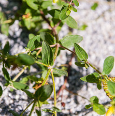 Hypericum maculatum