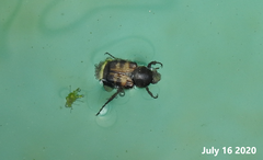 Lasiotrichius succinctus