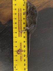 Crocidura mariquensis