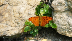 Polygonia egea