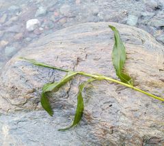 Potamogeton praelongus