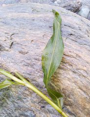 Potamogeton praelongus