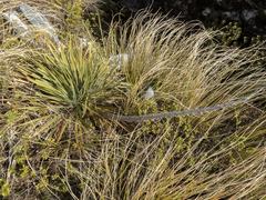 Aciphylla colensoi