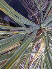Aciphylla colensoi