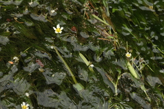 Ranunculus kauffmannii