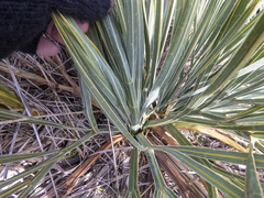 Aciphylla colensoi
