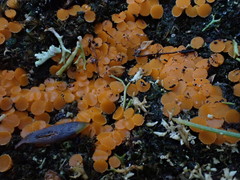 Byssonectria fusispora