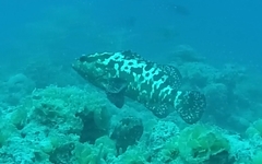 Epinephelus polyphekadion