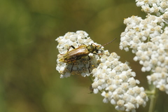 Lepturobosca chrysocoma