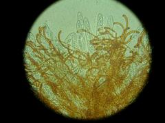 Byssonectria fusispora