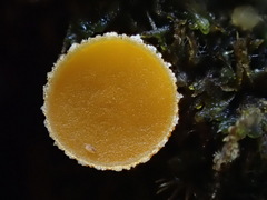 Byssonectria fusispora
