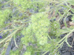 Aceria echii