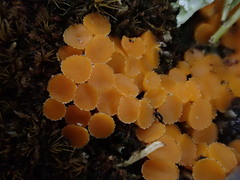 Byssonectria fusispora